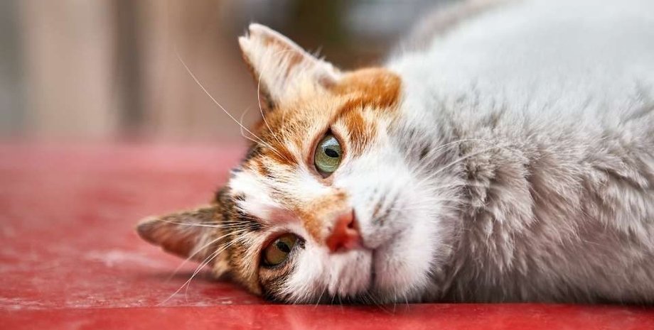 кошка, пол, ковер, фото