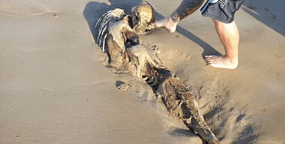 Останки загадочного существа, скелет, выбросило на пляж, нашли на берегу, останки, похоже на русалку, тело, дуогонг