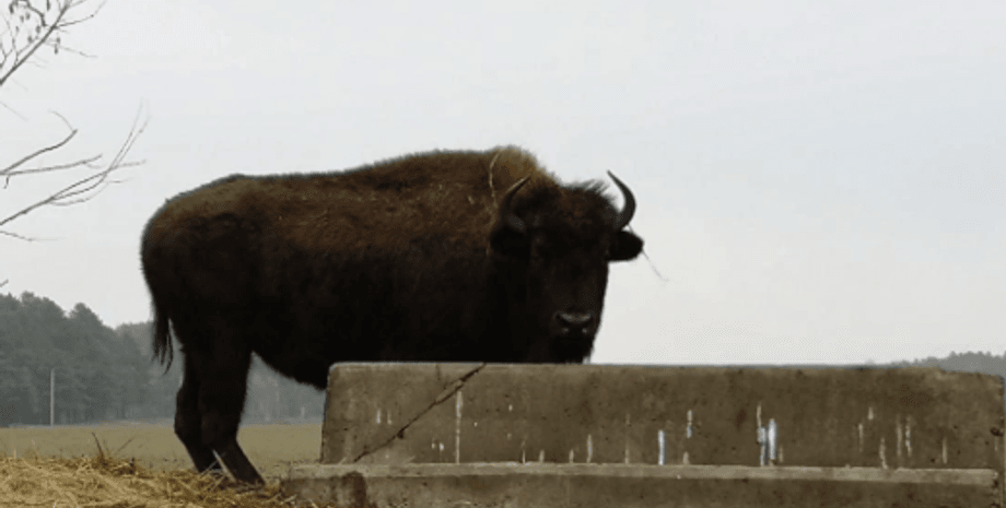 бізон, еко-парк