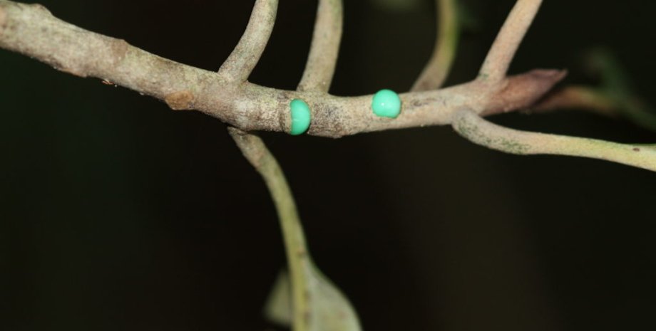 Каучуковый сок Pycnandra acuminata имеет сине-зеленый цвет из-за никеля в составе. Фото:biodiversitweb
