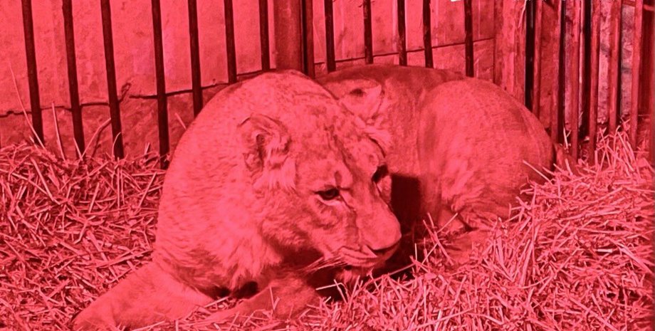 Львица, Юна, дикие животные, вольер, психологическая травма