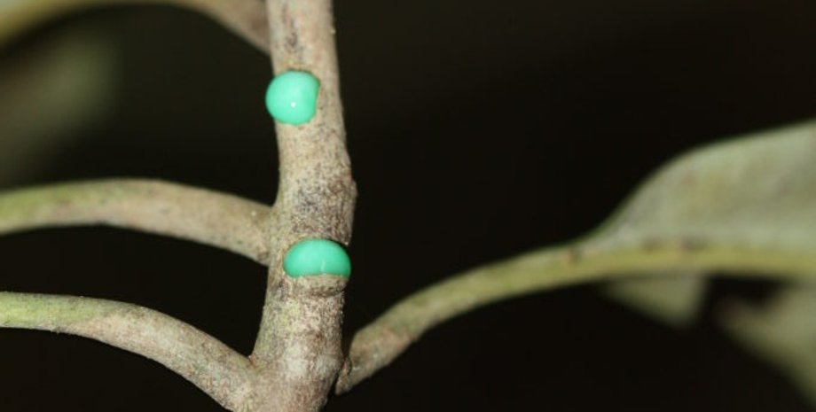Каучуковый сок Pycnandra acuminata имеет сине-зеленый цвет из-за никеля в составе. Фото:biodiversitweb