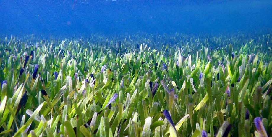 самое большое растение в мире