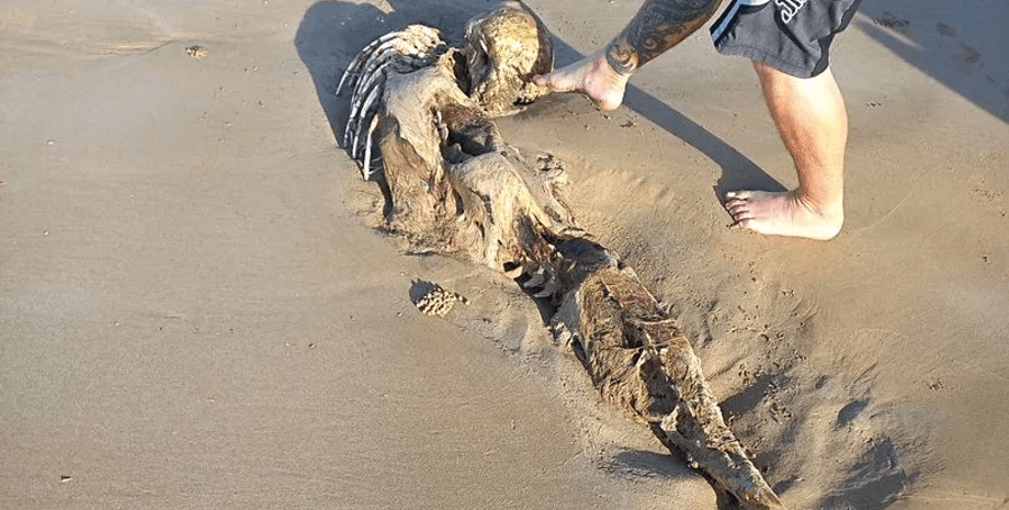 Останки загадочного существа, скелет, выбросило на пляж, нашли на берегу, останки, похоже на русалку, тело, дуогонг