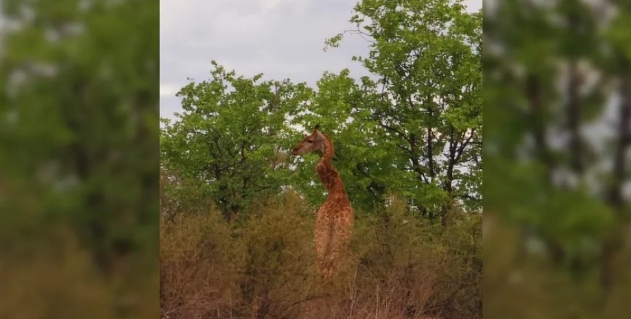 жираф, жираф изогнутая шея, деформированная шея жираф