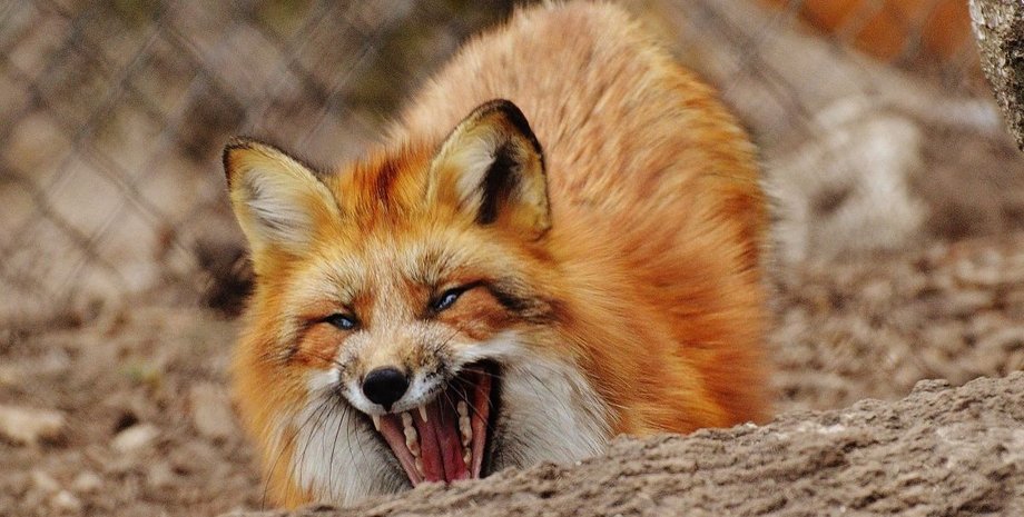 бешеная лиса Лиса с бешенством обнаружена в Киеве