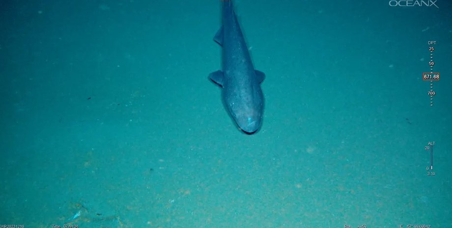 акула, ежевичная акула