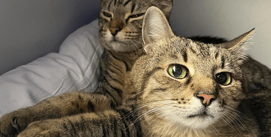 Кот Степан и Стефания