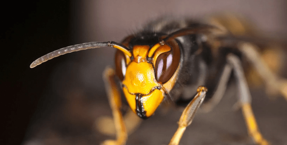 Шершень, Vespa velutina, насекомые, курьезы, захватили остров, убивают пчел, власти бьют тревогу, инвазивный вид, азиатские шершни, шершни-убийцы