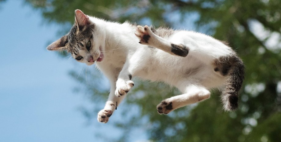 кішка, падає кішка, падіння кішки