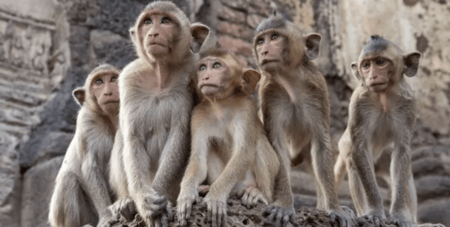 Мавпа, поліція, Таіланд