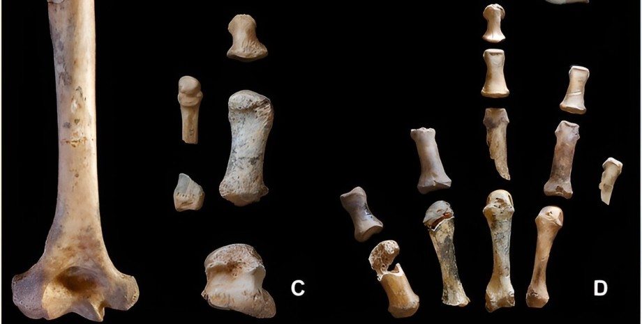 неандертальці, кістки, знахідка, розкопки, дослідження, вчені, дослідники, артефакт, жінка, рештки, ДНК, коробка, музей