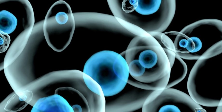 клетки клетки