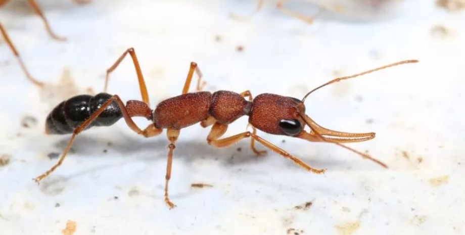 індійські стрибаючі мурахи
