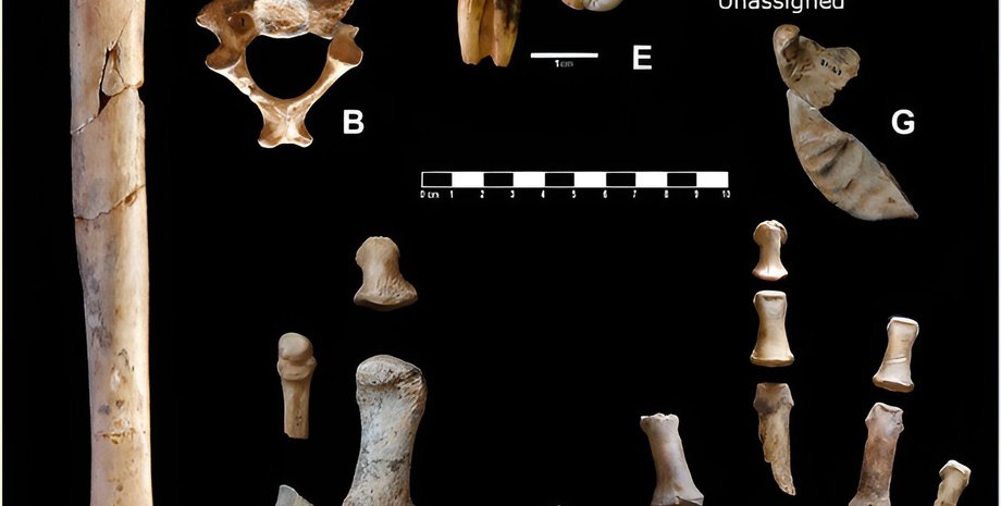 неандертальцы, кости, находка, раскопки, исследования, ученые, исследователи, артефакт, женщина, останки, ДНК, коробка, музей