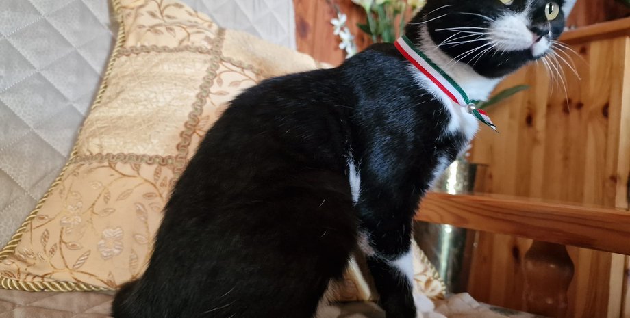 кот, мэр города