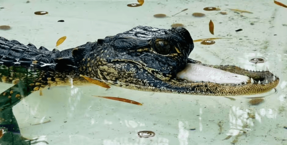 Аллигатор без челюсти, животное без челюсти, опасное животное перебирает едой, ест свинину, хозяйка приюта, вирусное видео