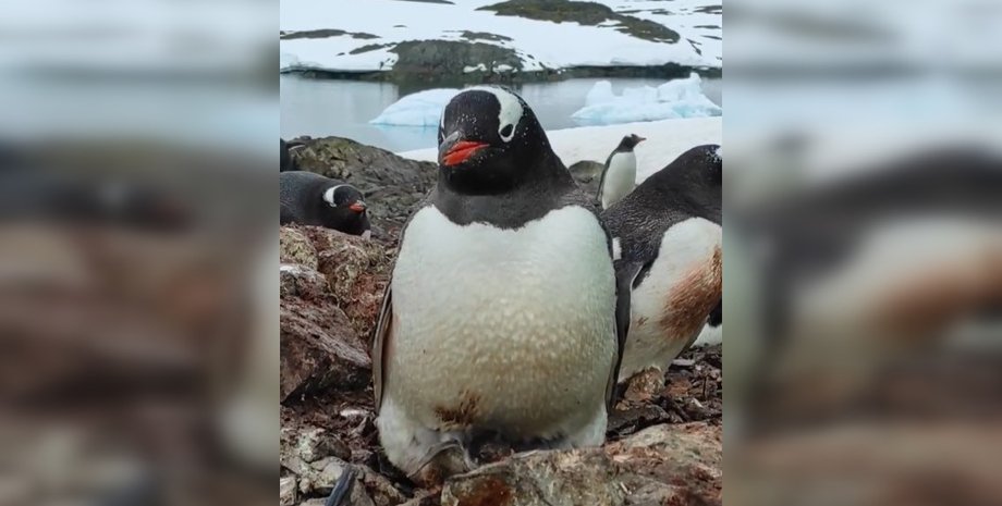 Цікаве про птахів, птахи Національний антарктичний науковий центр, пінгвіни станція Вернадського, цікаве про пінгвінів