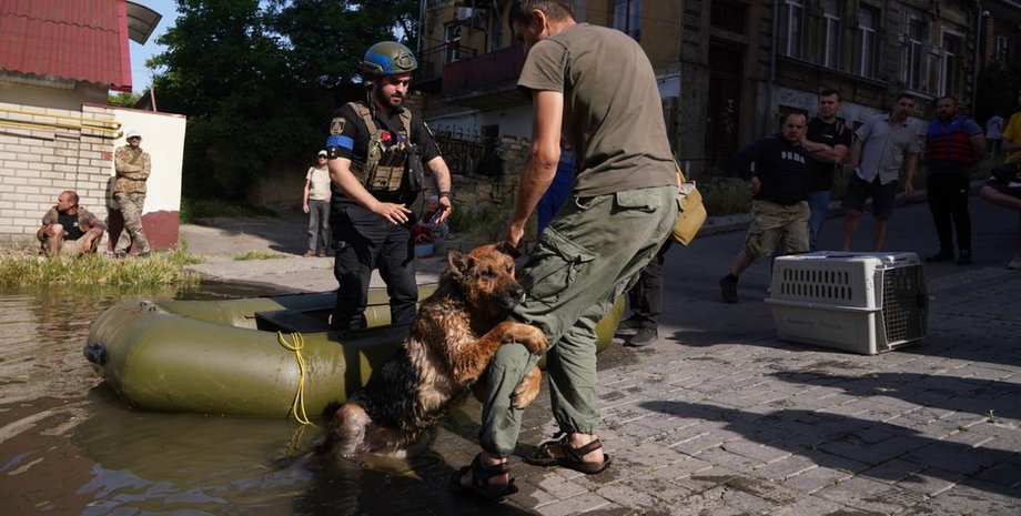 новини херсона, новини миколаєва, каховська гес, багіра, собака, волонтери