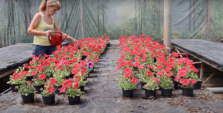 цветы, Херсон, оранжерея, растения