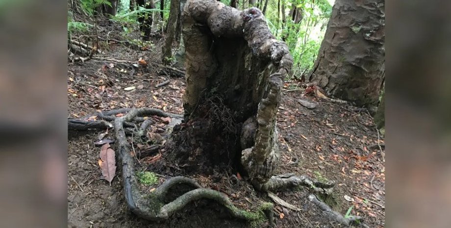 пень, пень каури, дерево каури