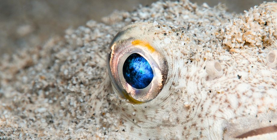 око еволюція