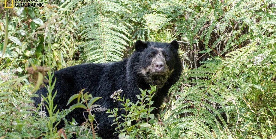 ведмеді андські ведмеді, ведмеді анди