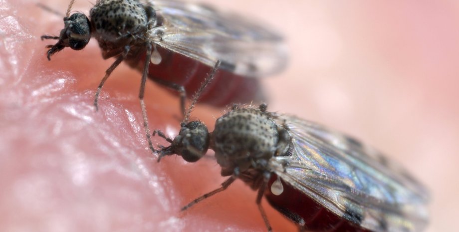 мокреці, комахи