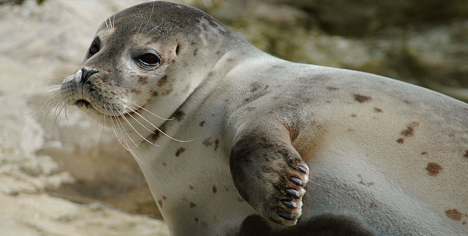 тюлени, тюлени антарктида