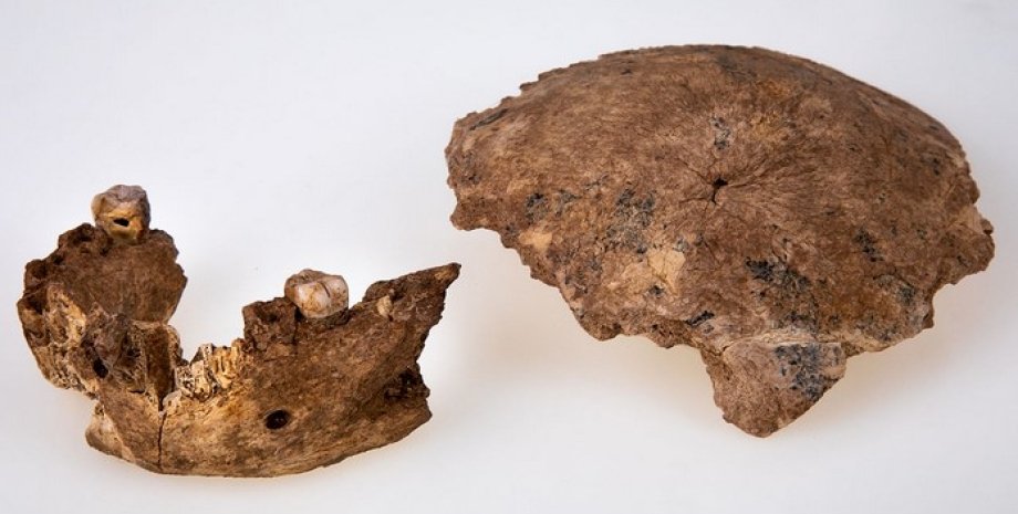 Щелепа і череп неандертальця