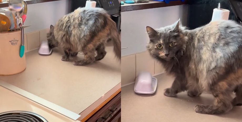 Сім'я зі США дізналася, що кіт роками крав олію з кухні