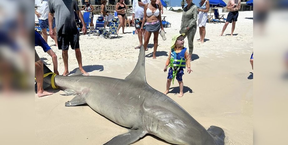 Беременная акула-молот