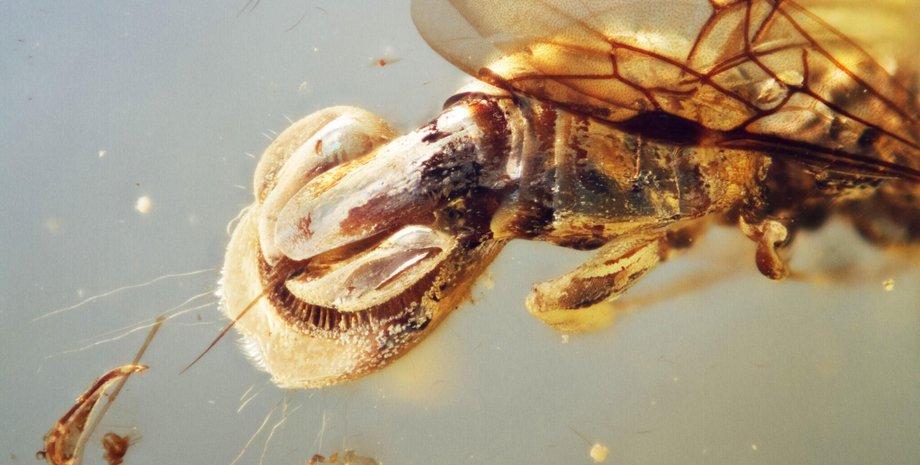 осы, древние осы, венерина мухоловка оса