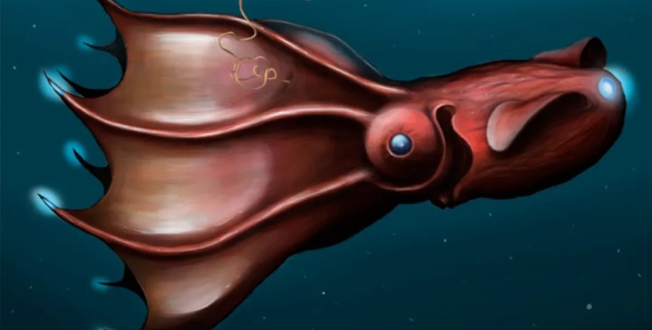 кальмар, кальмар вампир