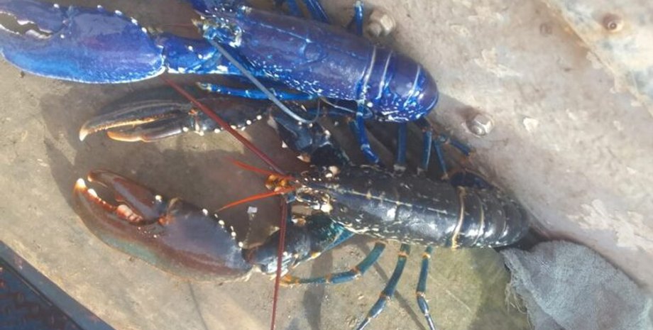 лобстер, голубой лобстер, курьезы