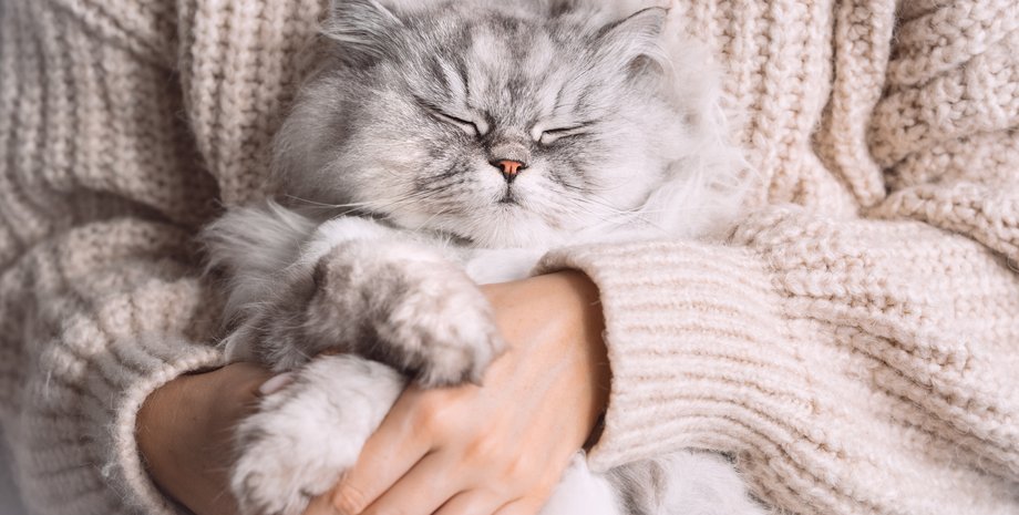 Жінка занепокоєна змученим видом кішки: камера спостереження розкрила причину втоми