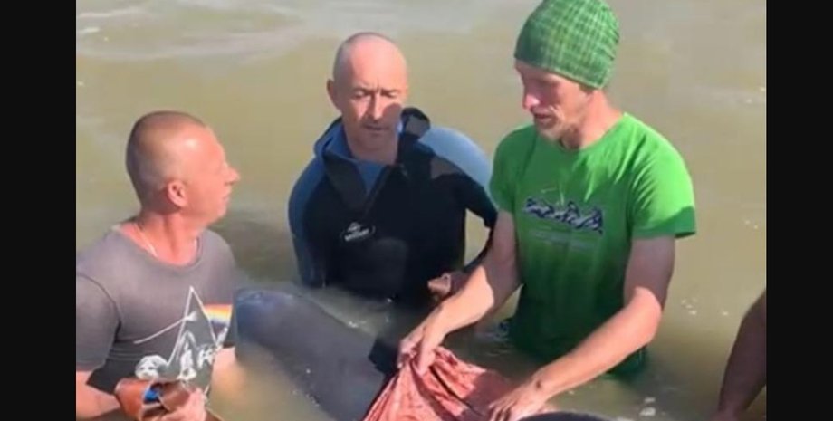 Дельфин, Херсонская область