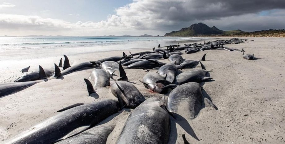 Дельфины гринды на берегу Новой Зеландии.