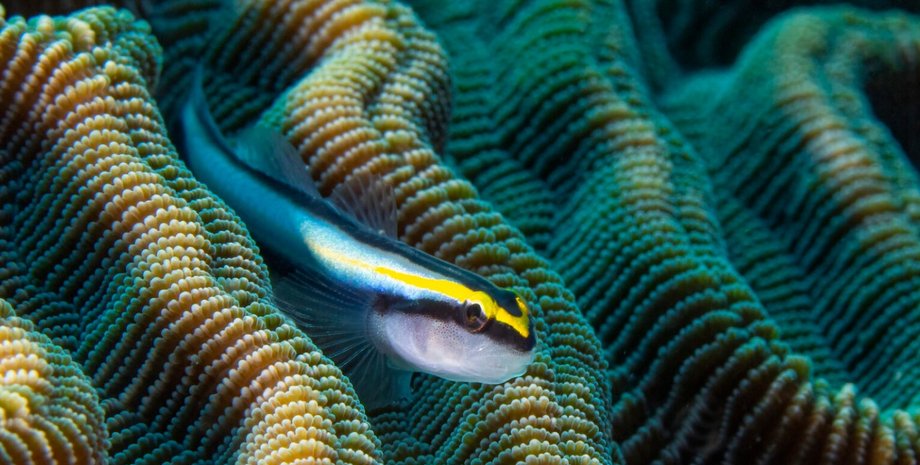 рыбы, эволюция рыб