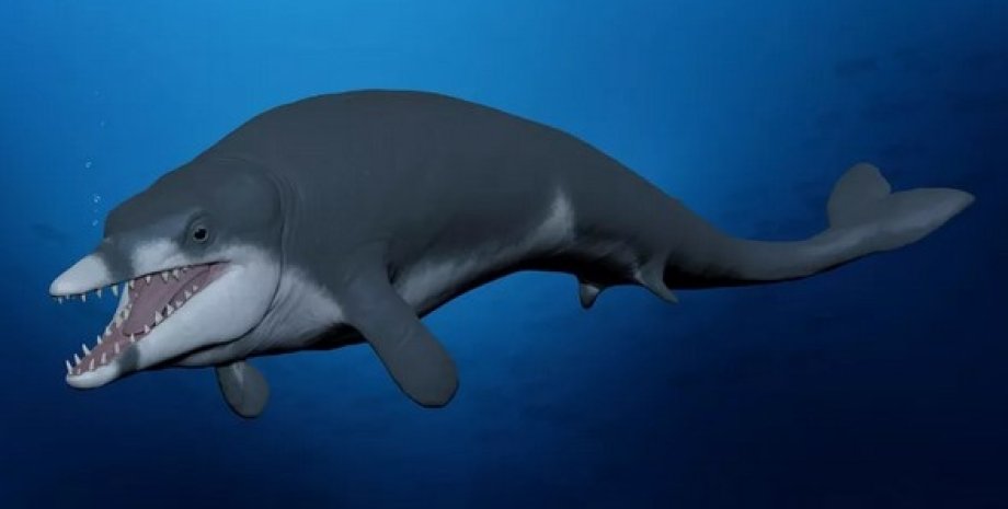 стародавній кит, Tutcetus rayanensis