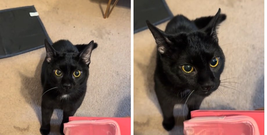 Вирусная реакция кота: не простил хозяйке, что оставила его дома