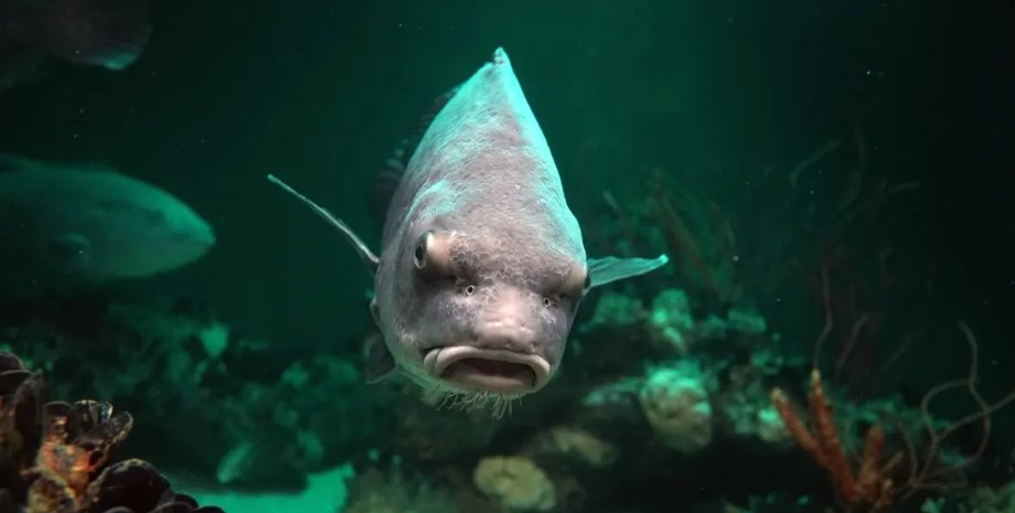 рыба, рыба барабан, барабанная рыба