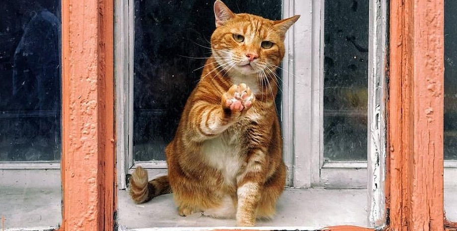 кішки, спілкування кішок, кішок нявкання