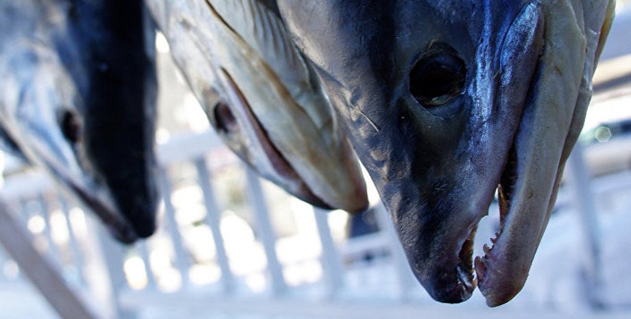 фото: ИноСМИ