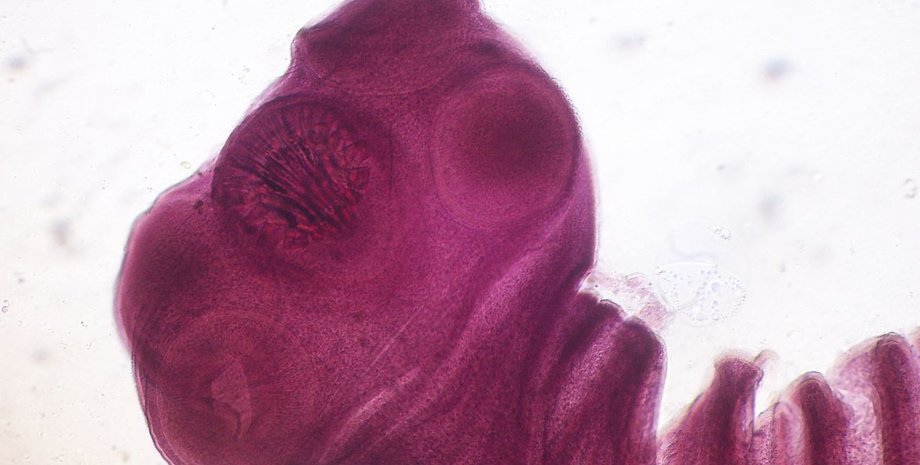 ленточные черви, свиной цепень