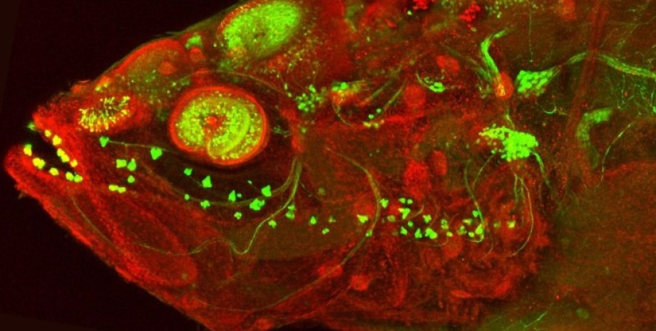 Конфокальная микрофотография слепого эмбриона пещерной рыбы пещерная рыба, слепая пещерная рыба