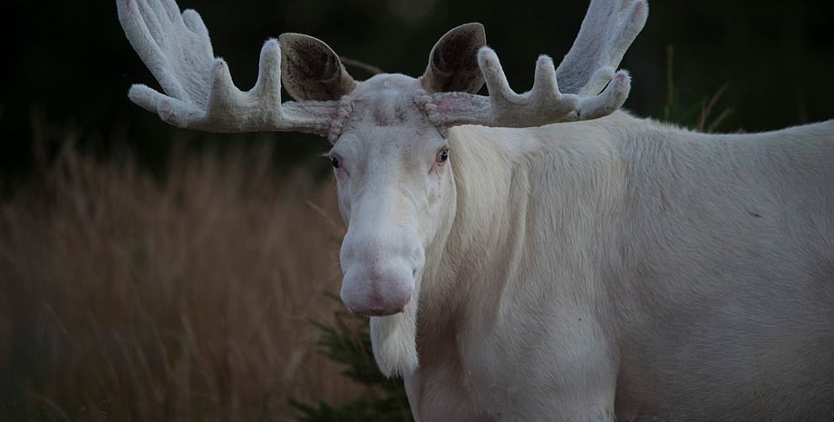 белый лось, швеция