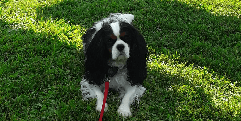 Собака, владельцы собак, категории владельцев