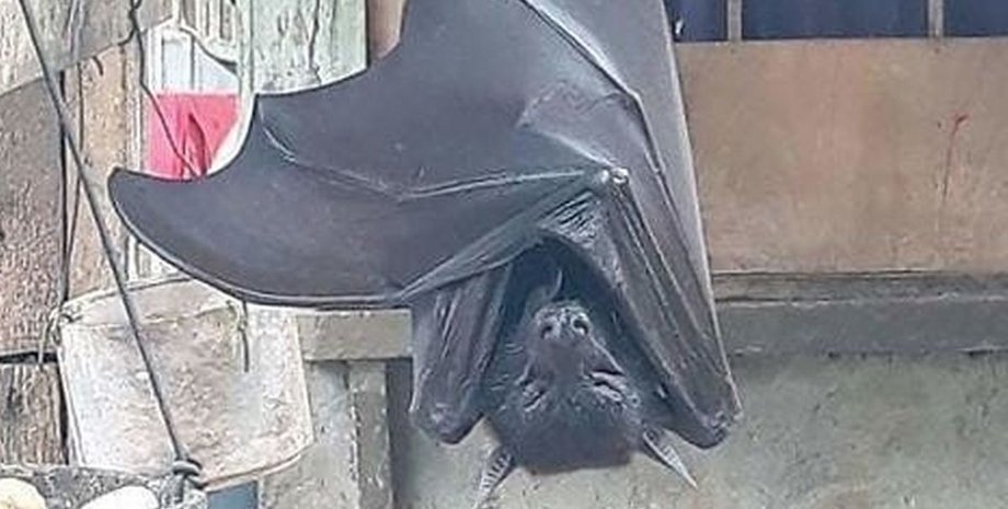 Гигантская летучая мышь, летучая лисица, летучая мышь, размером с человека, жуткое фото, соцсети, животное