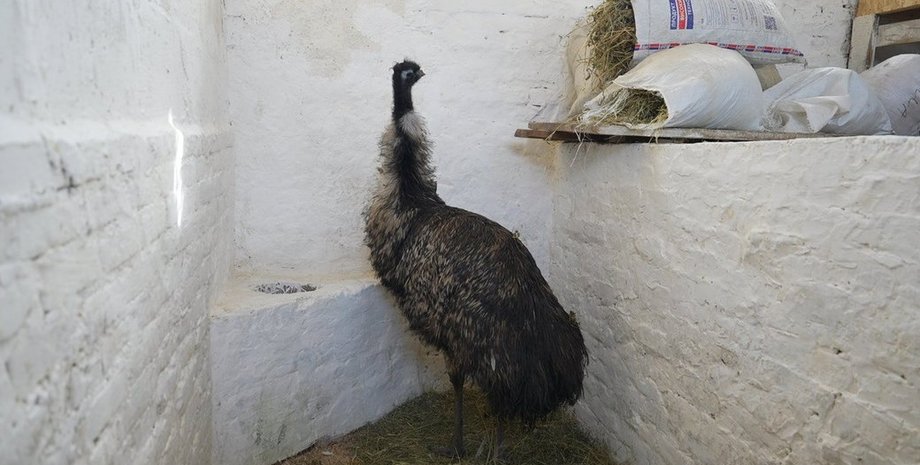 страус, лакі